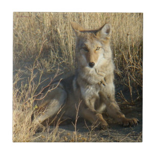 R15 Kojote legt sich hin Fliese