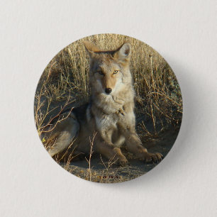 R15 Kojote liegt Button