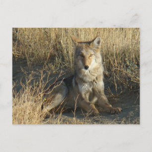 R15 Kojote liegt Postkarte