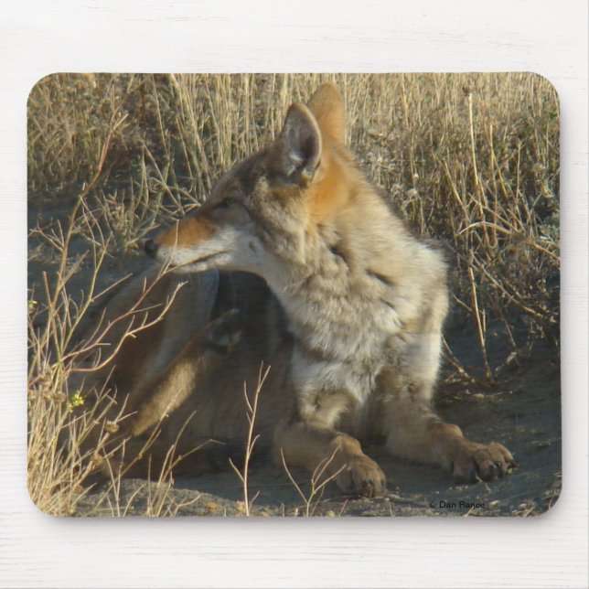 R16 Coyote Lay Mousepad (Vorne)