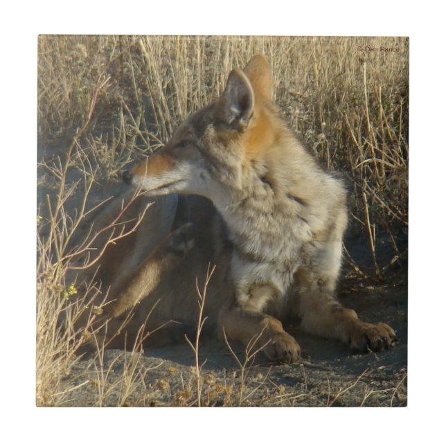 R16 Coyote Scratching Fliese (Vorderseite)