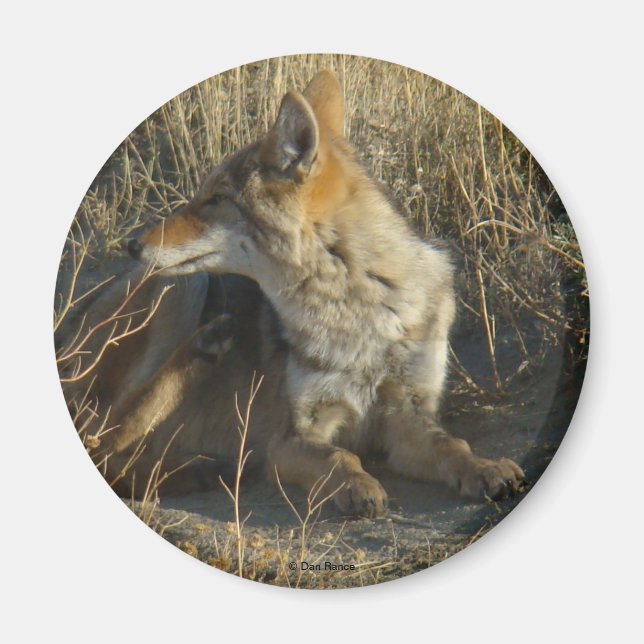 R16 Coyote Scratching Magnet (Vorne)