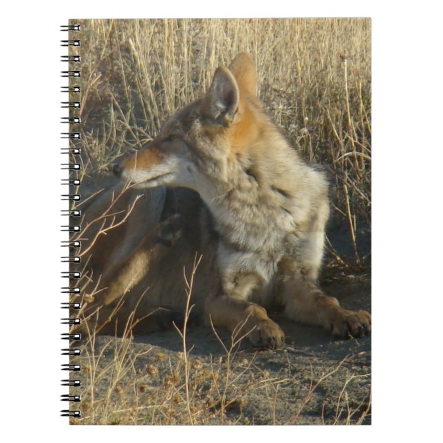 R16 Coyote Scratching Notizblock (Vorderseite)