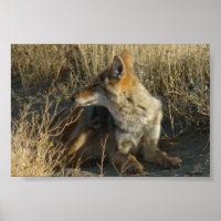 R16 Coyote Scratching