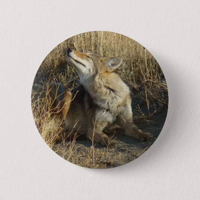 R17 Coyote Scratching Button (Vorderseite)