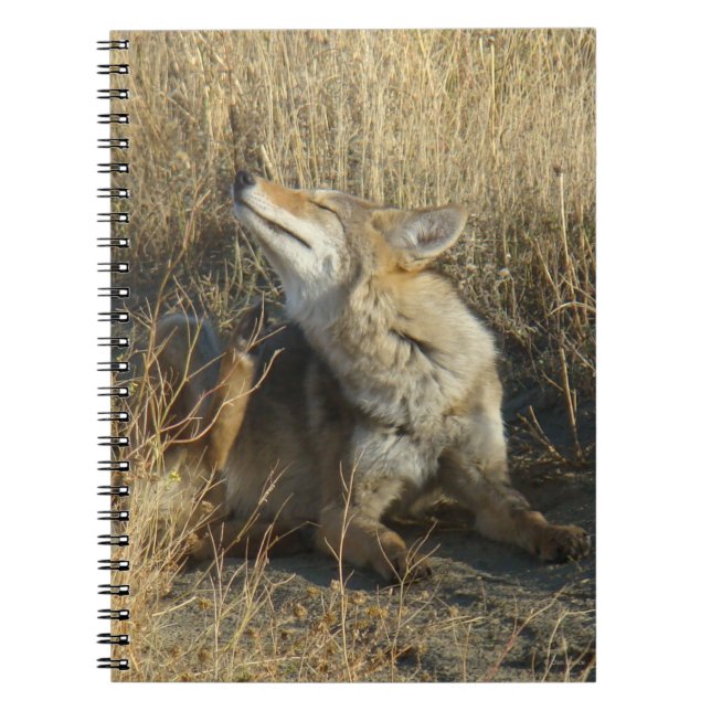 R17 Coyote Scratching Notizblock (Vorderseite)