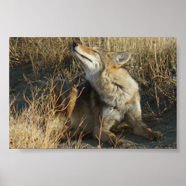 R17 Coyote Scratching Poster (Vorne)