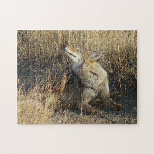 R17 Coyote Scratching Puzzle (Horizontal)