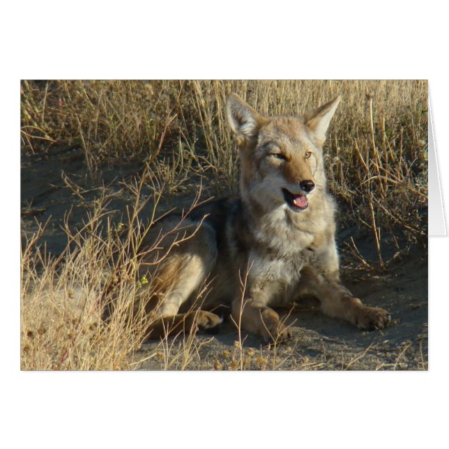 R18 Coyote Lay (Vorderseite (Horizontal))