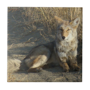R19 Coyote Lay Fliese