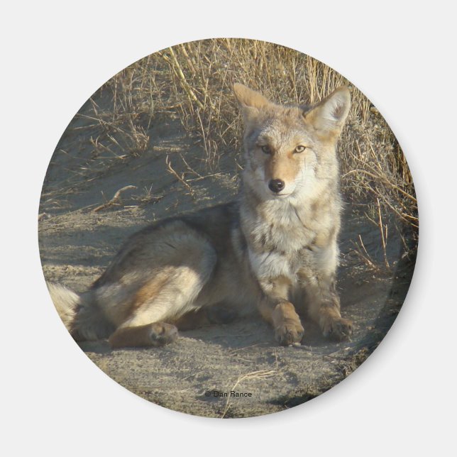 R19 Coyote Lay Magnet (Vorne)