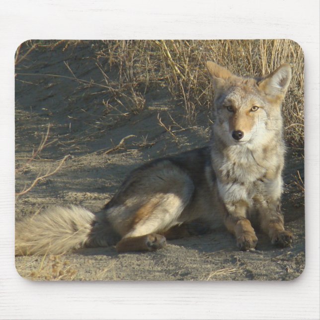 R19 Coyote Lay Mousepad (Vorne)