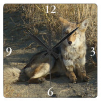 R19 Coyote Lay