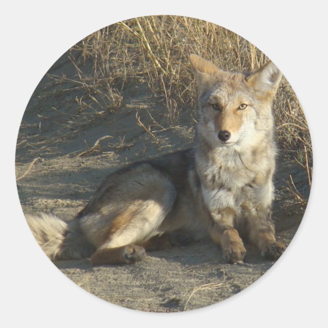 R19 Coyote Lay Runder Aufkleber (Vorderseite)