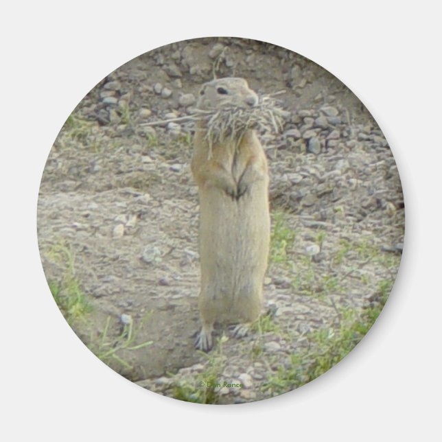 R1 Gopher Richardson's Erdhörnchen Magnet (Vorne)