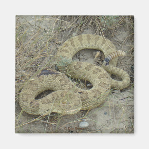 R20 Prairie Rattlesnake Verwundete Magnet
