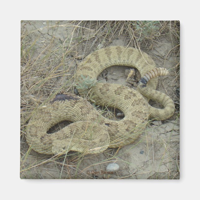 R20 Prairie Rattlesnake Wounded Magnet (Vorne)
