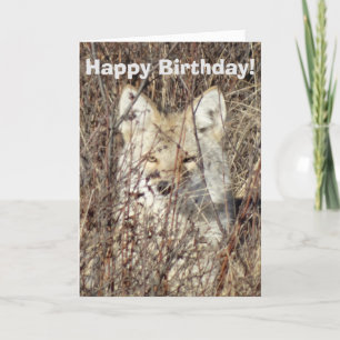 R21 Coyote "Watching You" Karte