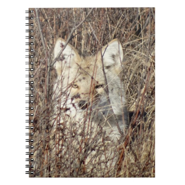 R21 Coyote "Watching You" Notizblock (Vorderseite)