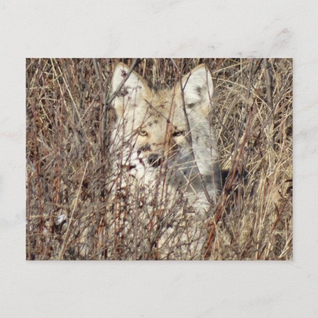 R21 Coyote "Watching You" Postkarte (Vorderseite)