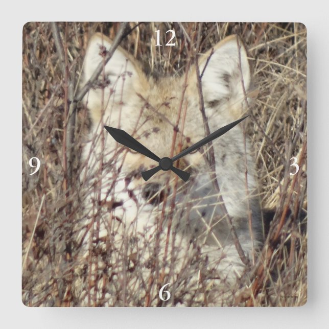 R21 Coyote "Watching You" Quadratische Wanduhr (Vorderseite)