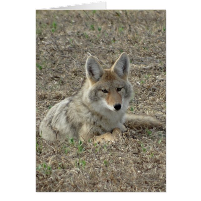 R22 Coyote Lay (Vorne)