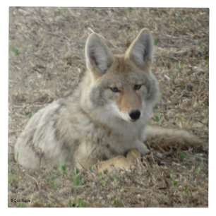 R22 Coyote Lay Fliese