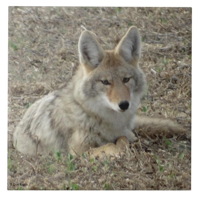 R22 Coyote Lay Fliese (Vorderseite)