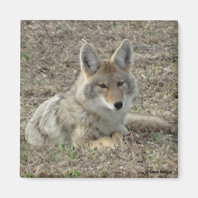 R22 Coyote Lay Magnet (Vorne)