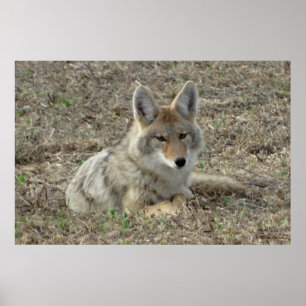 R22 Coyote Lay Poster