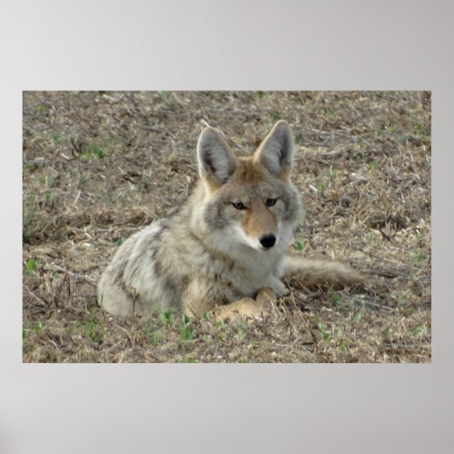 R22 Coyote Lay Poster (Vorne)