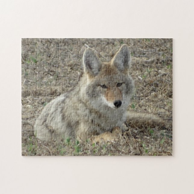 R22 Coyote Lay Puzzle (Horizontal)