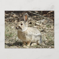 R24 Kaninchen aus Baumwolle und Schwanz