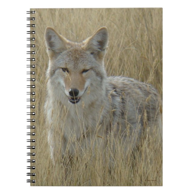 R2 Coyote in Großgras Notizblock (Vorderseite)