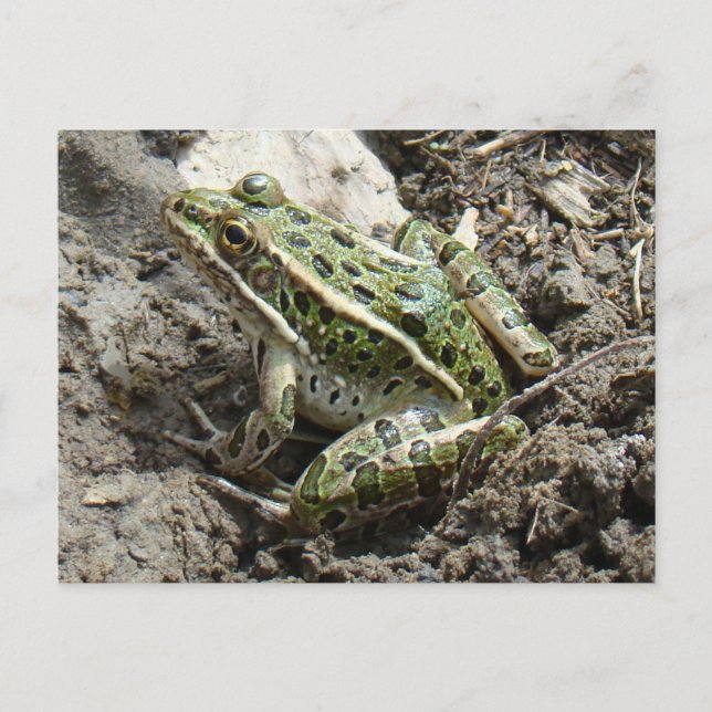 R3 Leopard Frosch Postkarte (Vorderseite)