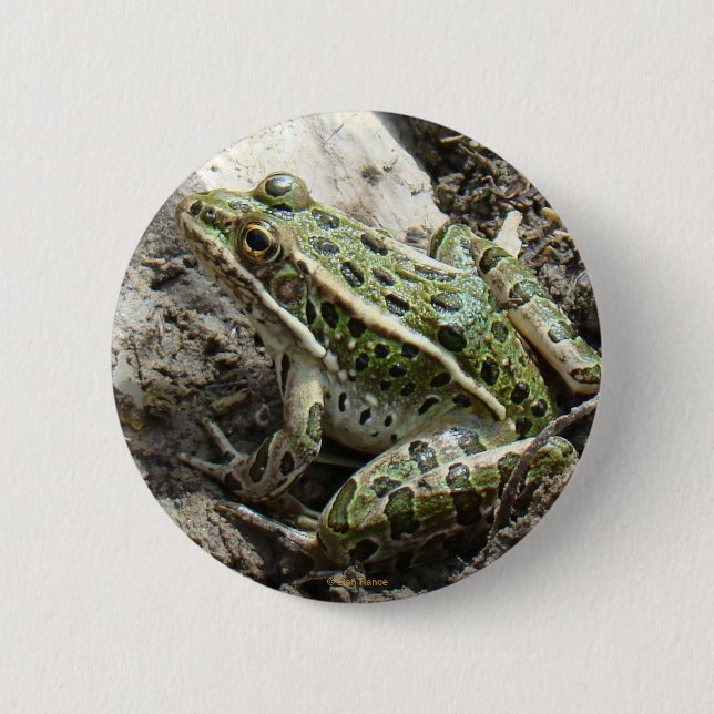 R3 Leopardfrosch Button (Vorderseite)