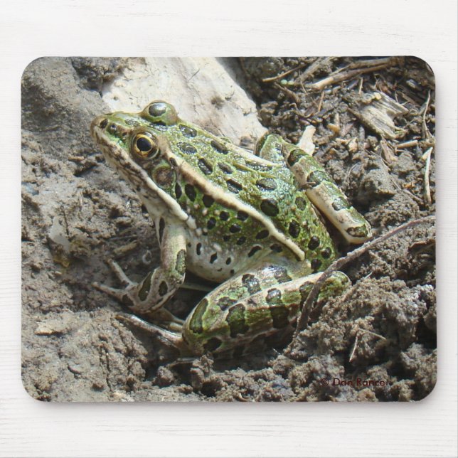 R3 Leopardfrosch Mousepad (Vorne)