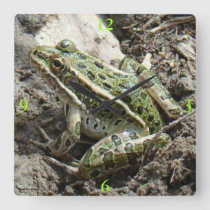 R3 Leopardfrosch Quadratische Wanduhr