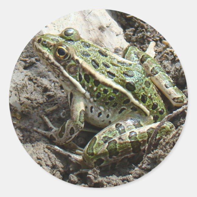 R3 Leopardfrosch Runder Aufkleber (Vorderseite)
