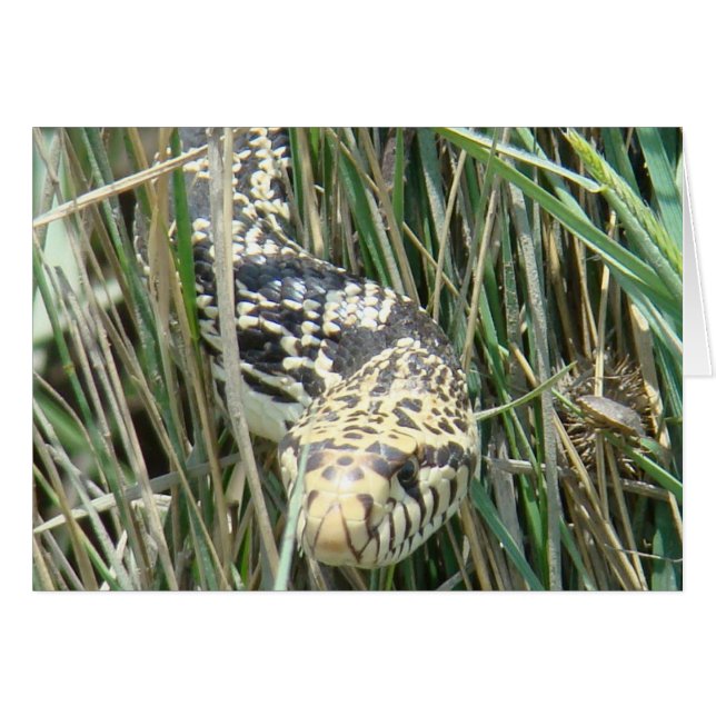 R4 Bull Snake (Vorderseite (Horizontal))
