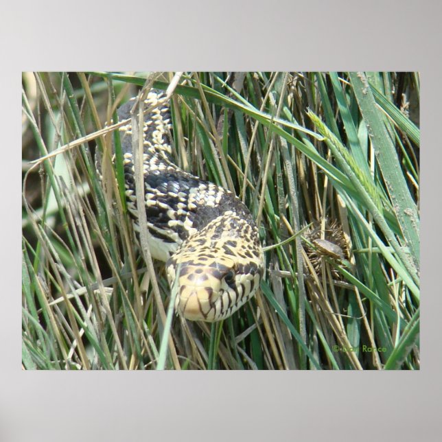 R4 Bull Snake im Gras Poster (Vorne)