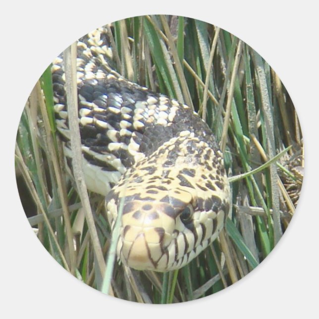 R4 Bull Snake im Gras Runder Aufkleber (Vorderseite)