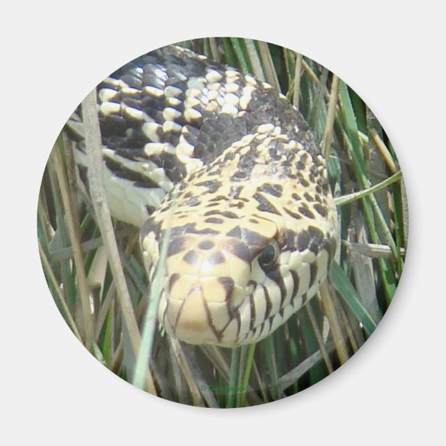 R4 Bull Snake Kopfschuss Magnet (Vorne)