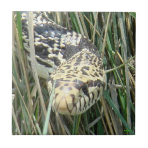 R4 Bullennatter im Gras Kopfschuss Fliese