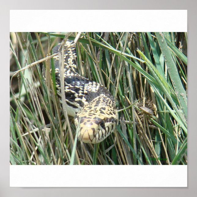 R4 Bullsnake im Gras Poster (Vorne)