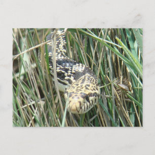 R4 Bullsnake im Gras Postkarte