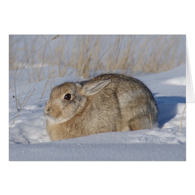 R5 Cottontail Kaninchen im Schnee (Vorderseite (Horizontal))