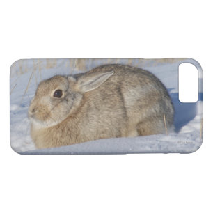 R5 Cottontail Kaninchen im Schnee Case-Mate iPhone Hülle