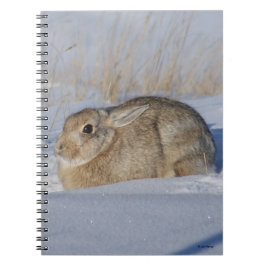 R5 Cottontail Kaninchen im Schnee Notizblock