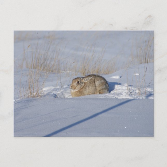 R5 Cottontail Kaninchen im Schnee Postkarte (Vorderseite)